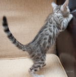 Bengal cat silber rosetted